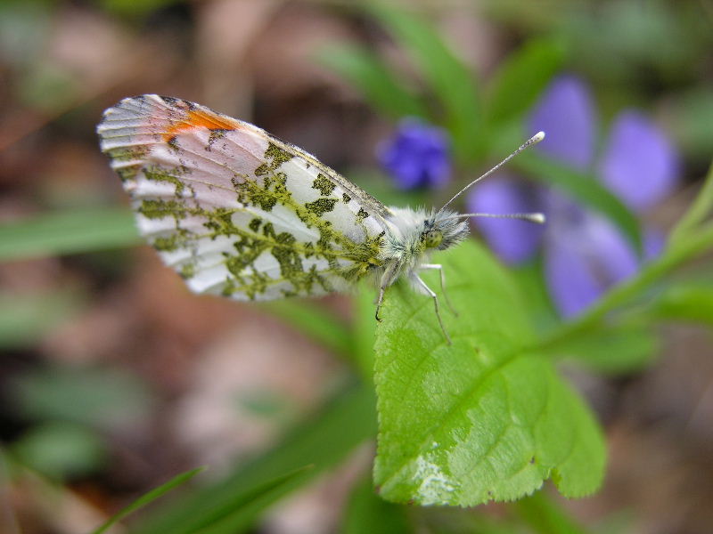 Maschio di Anthocharis cardamines